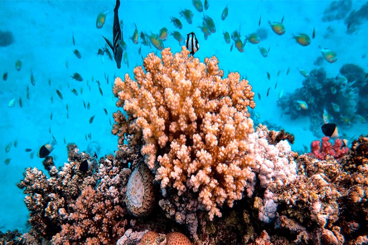 Công Viên San Hô Namaste - Phú Quốc